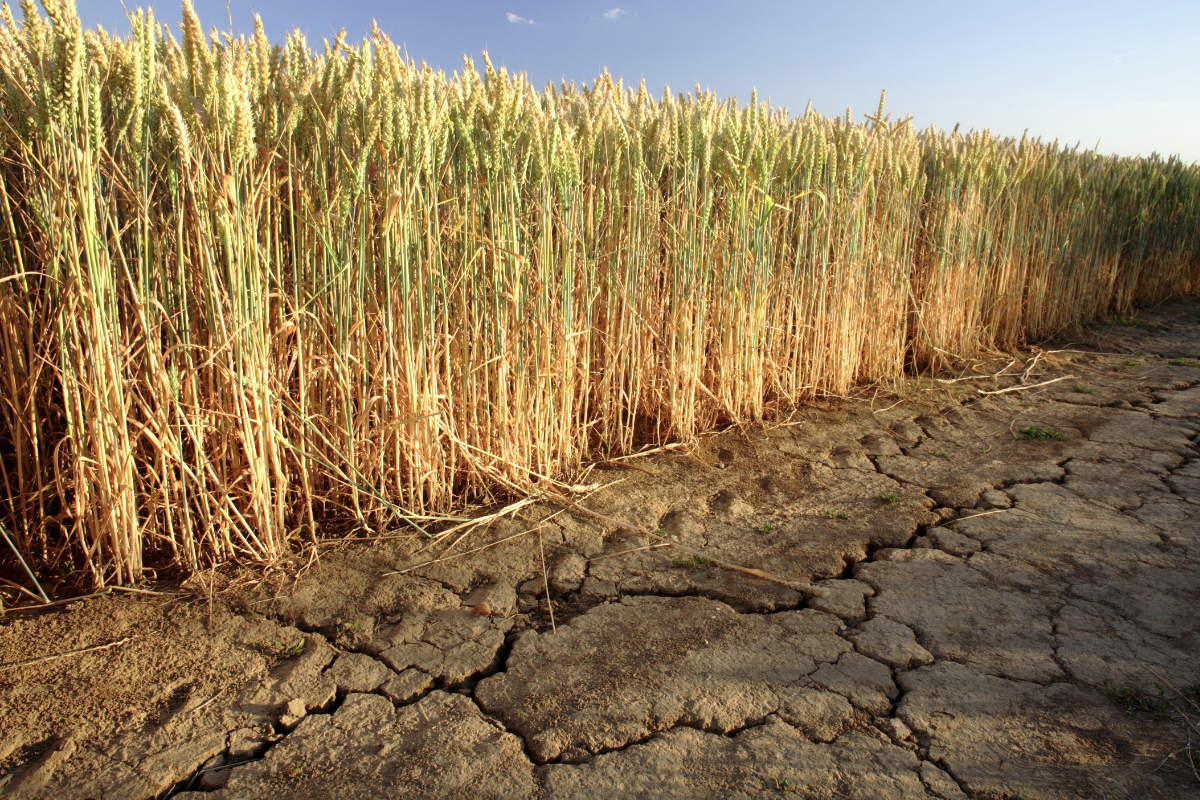 When In Drought... | Decisive Farming By TELUS Agriculture